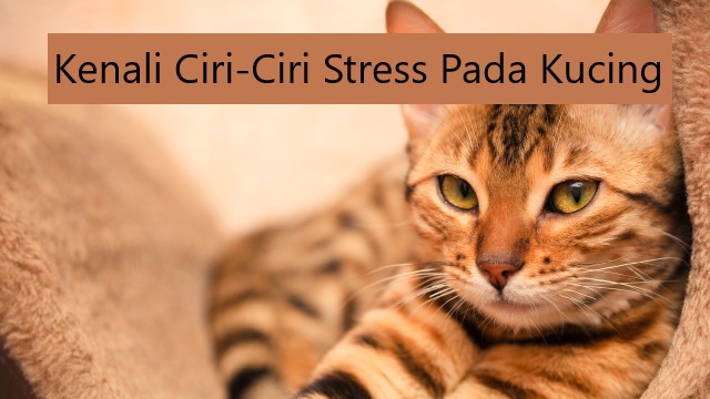 Kenali Ciri-Ciri Stress Pada Kucing
